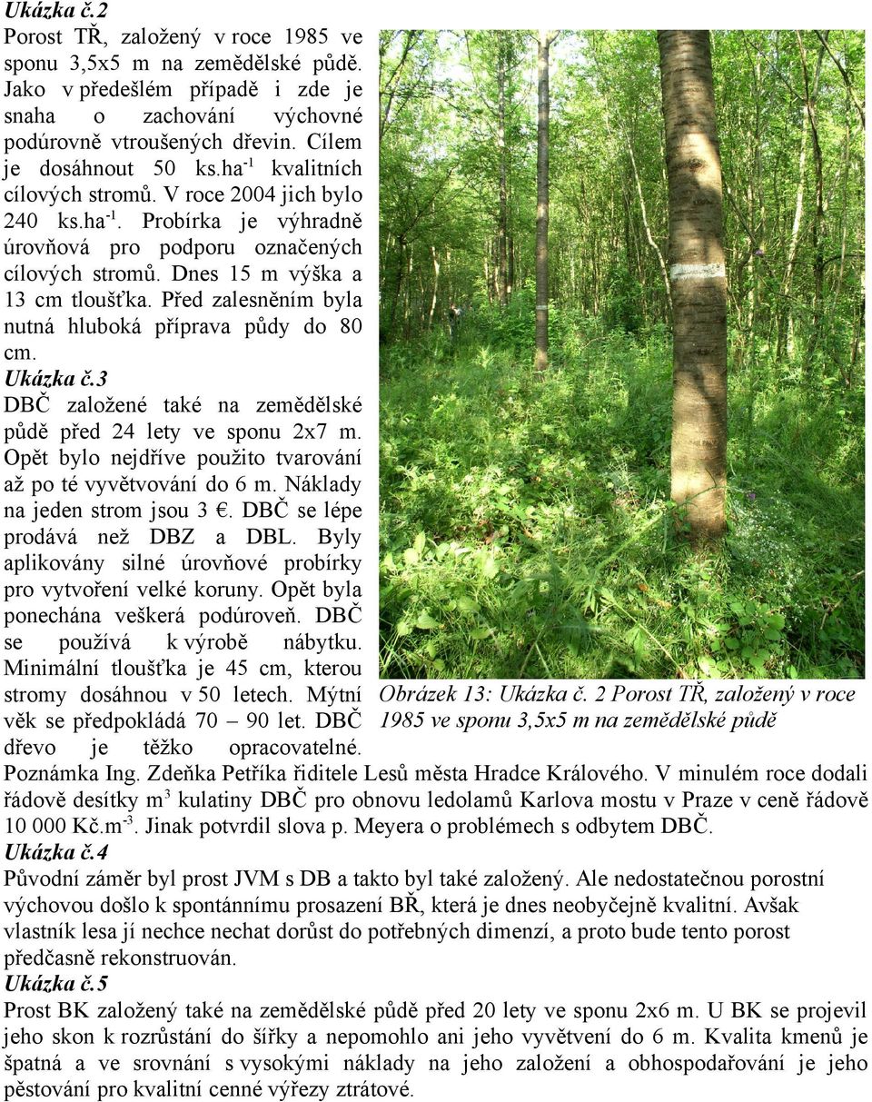 Před zalesněním byla nutná hluboká příprava půdy do 80 cm. Ukázka č.3 DBČ založené také na zemědělské půdě před 24 lety ve sponu 2x7 m.