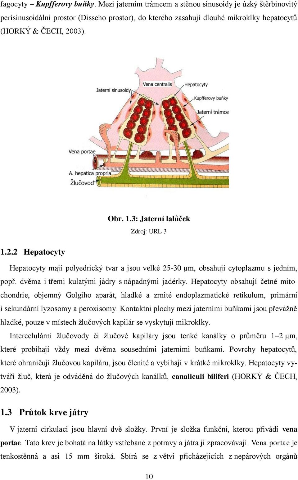 3: Jaterní lalůček Zdroj: URL 3 1.2.2 Hepatocyty Hepatocyty mají polyedrický tvar a jsou velké 25-30 µm, obsahují cytoplazmu s jedním, popř. dvěma i třemi kulatými jádry s nápadnými jadérky.