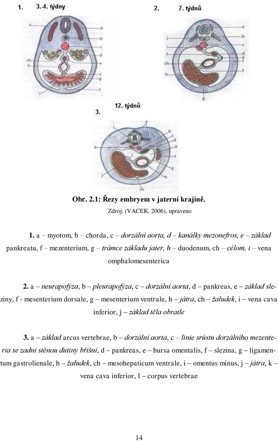 a neurapofýza, b pleurapofýza, c dorzální aorta, d pankreas, e základ sleziny, f - mesenterium dorsale, g mesenterium ventrale, h játra, ch žaludek, i vena cava inferior, j základ