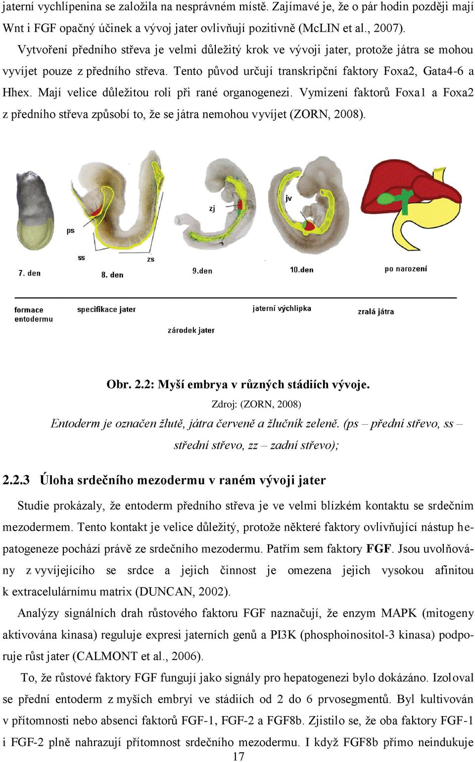 Mají velice důleţitou roli při rané organogenezi. Vymizení faktorů Foxa1 a Foxa2 z předního střeva způsobí to, ţe se játra nemohou vyvíjet (ZORN, 2008). Obr. 2.2: Myší embrya v různých stádiích vývoje.