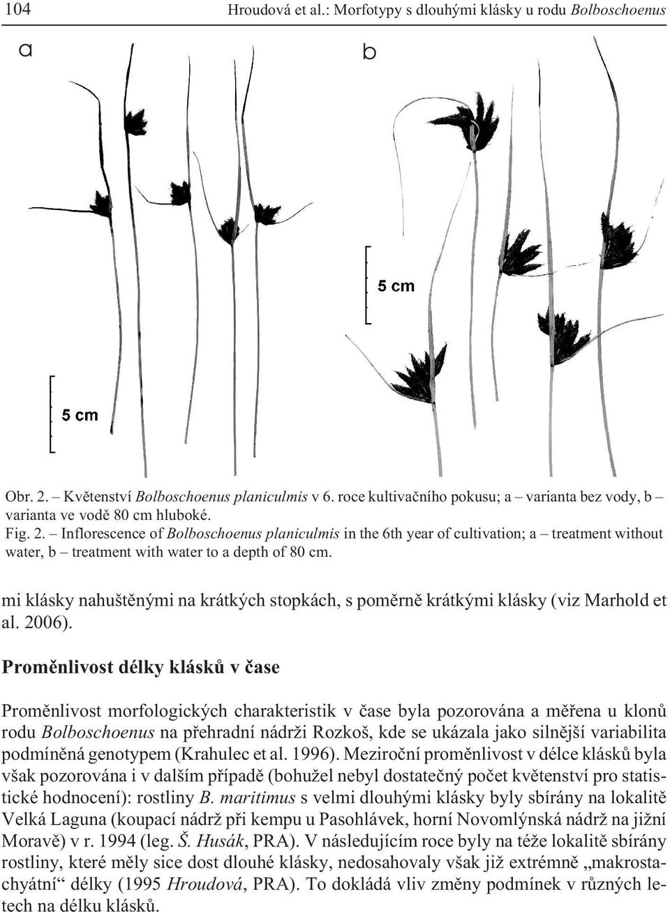 Inflorescence of Bolboschoenus planiculmis in the 6th year of cultivation; a treatment without water, b treatment with water to a depth of 80 cm.