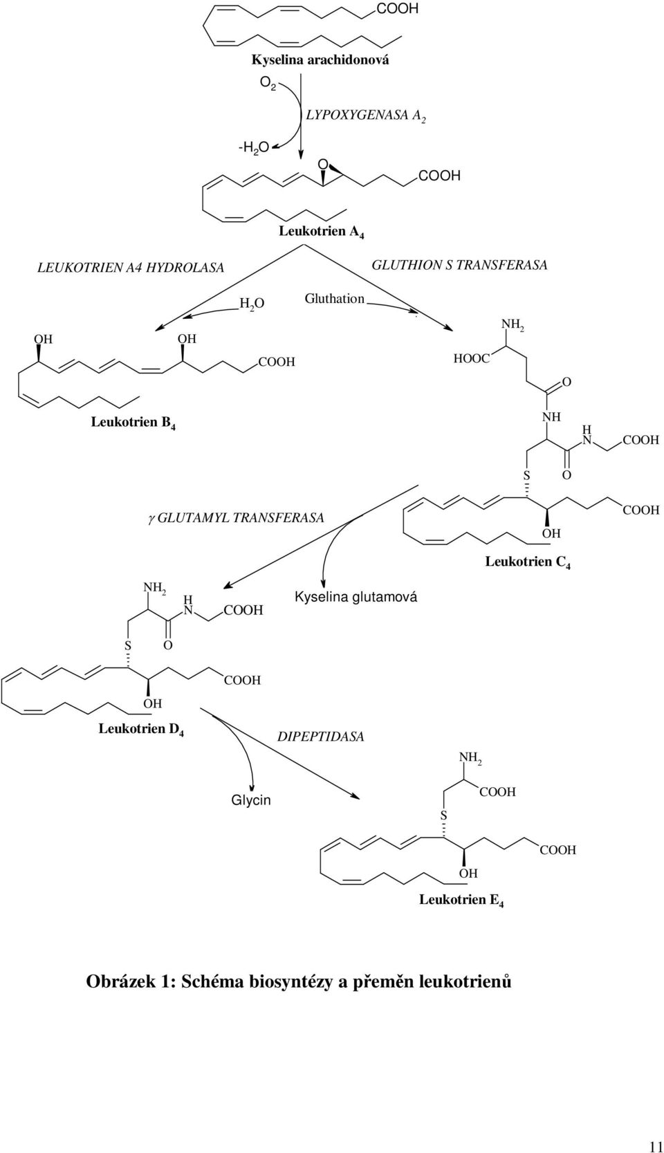 GLUTAMYL TRANSFERASA OH COOH Leukotrien C 4 NH 2 H N COOH Kyselina glutamová S O OH COOH Leukotrien