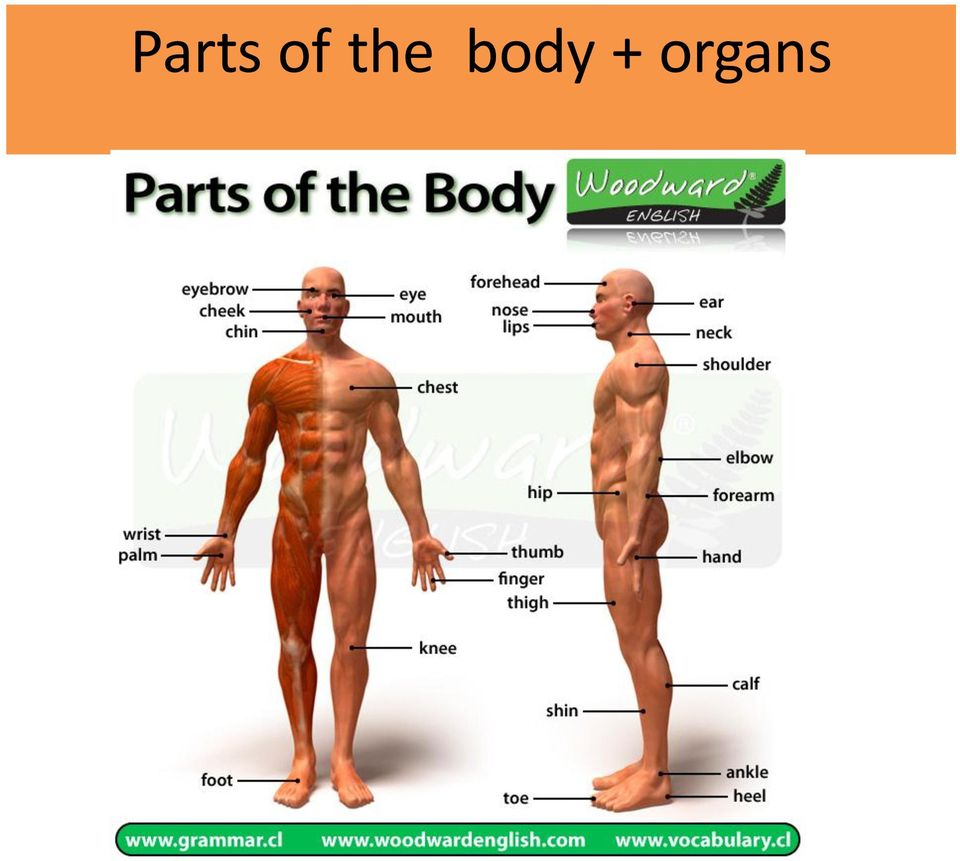 + organs