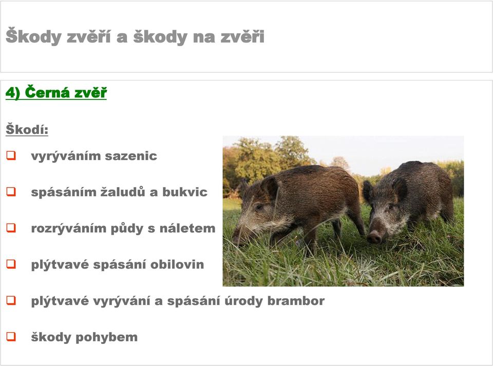 náletem plýtvavé spásání obilovin plýtvavé