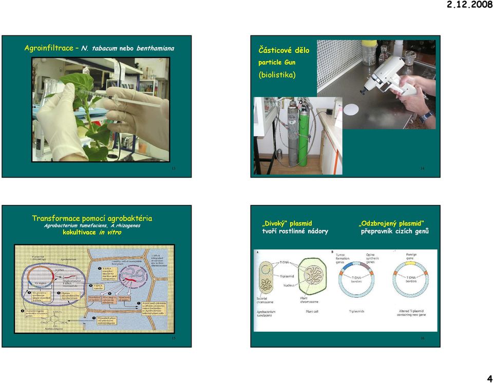 Transformace pomocí agrobaktéria 14 Divoký plasmid tvoří rostlinné