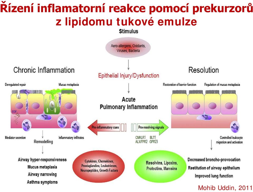 prekurzorů z lipidomu