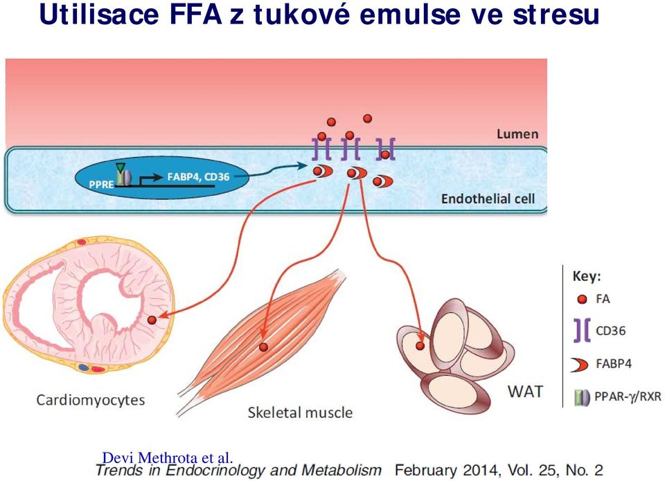 emulse ve