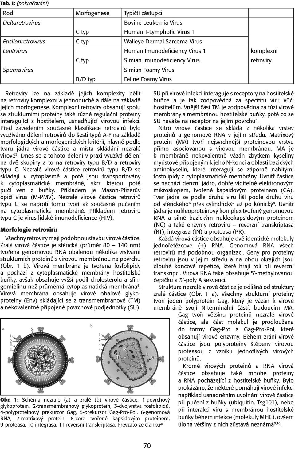 základě jejich morfogenese. Komplexní retroviry obsahují spolu se strukturními proteiny také různé regulační proteiny interagující s hostitelem, usnadňující virovou infekci.