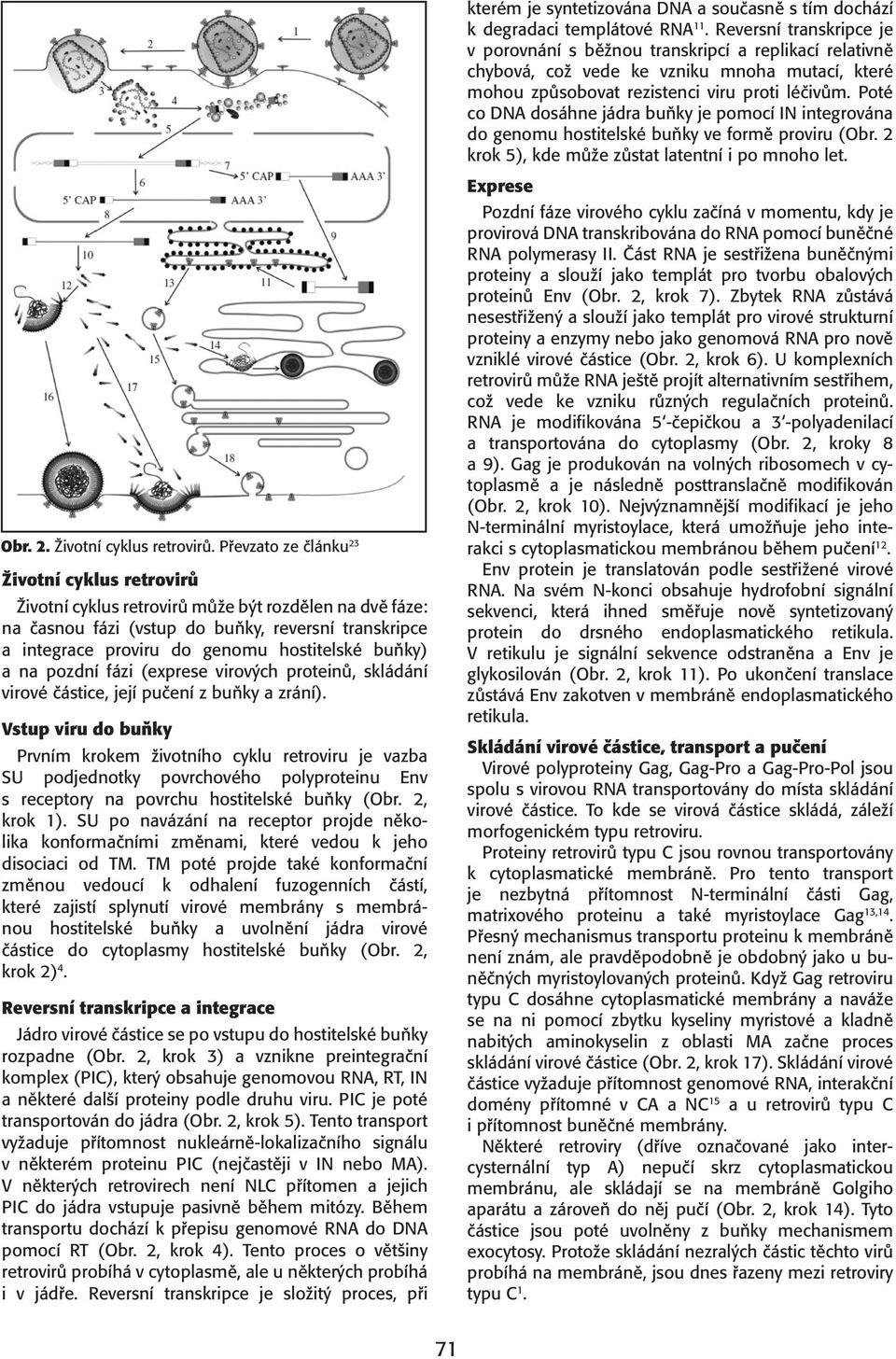 Poté co DNA dosáhne jádra buňky je pomocí IN integrována do genomu hostitelské buňky ve formě proviru (Obr. 2 krok 5), kde může zůstat latentní i po mnoho let. Obr. 2. Životní cyklus retrovirů.