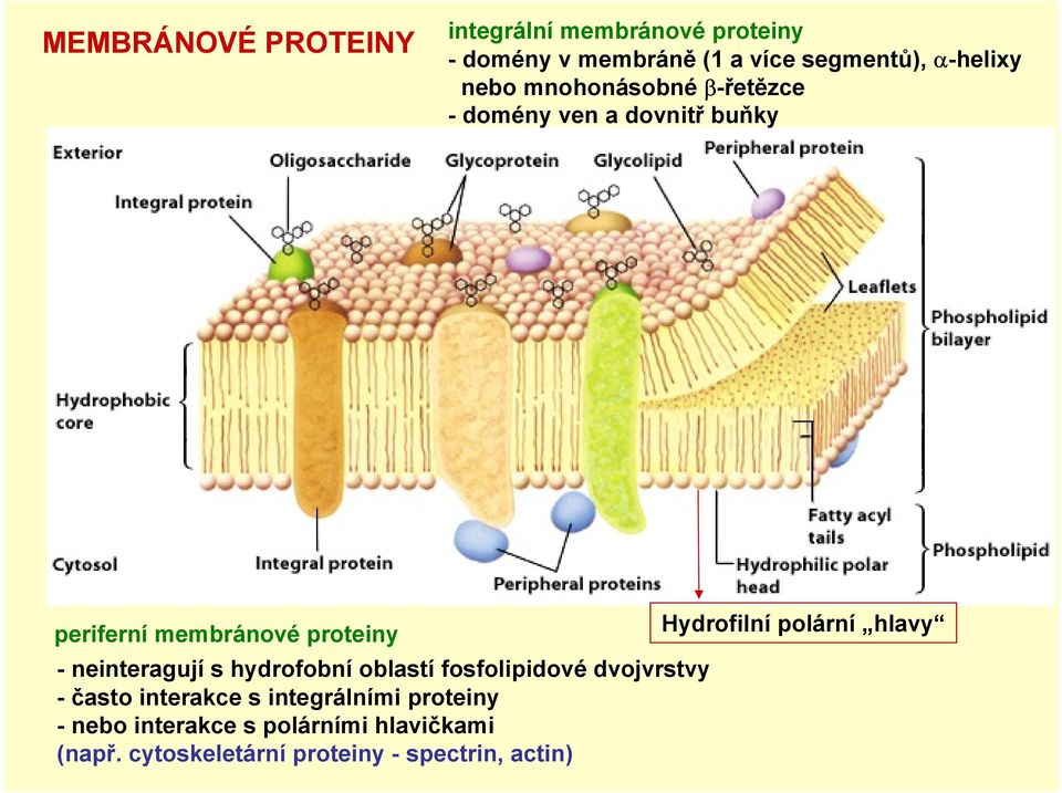polární hlavy - neinteragují s hydrofobní oblastí fosfolipidové dvojvrstvy - často interakce s