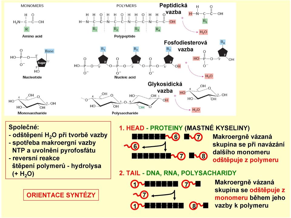 HEAD -PROTEINY(MASTNÉ KYSELINY) 6 7 Makroergně vázaná 6 skupina se při navázání dalšího monomeru 7 8 odštěpuje z