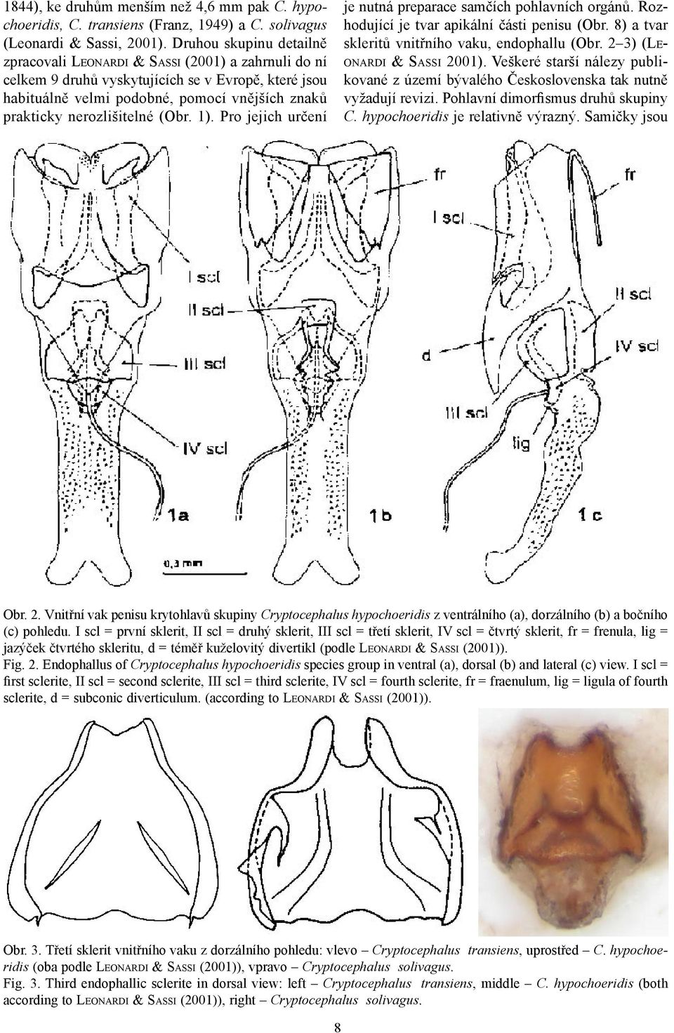 nerozlišitelné (Obr. 1). Pro jejich určení je nutná preparace samčích pohlavních orgánů. Rozhodující je tvar apikální části penisu (Obr. 8) a tvar skleritů vnitřního vaku, endophallu (Obr.