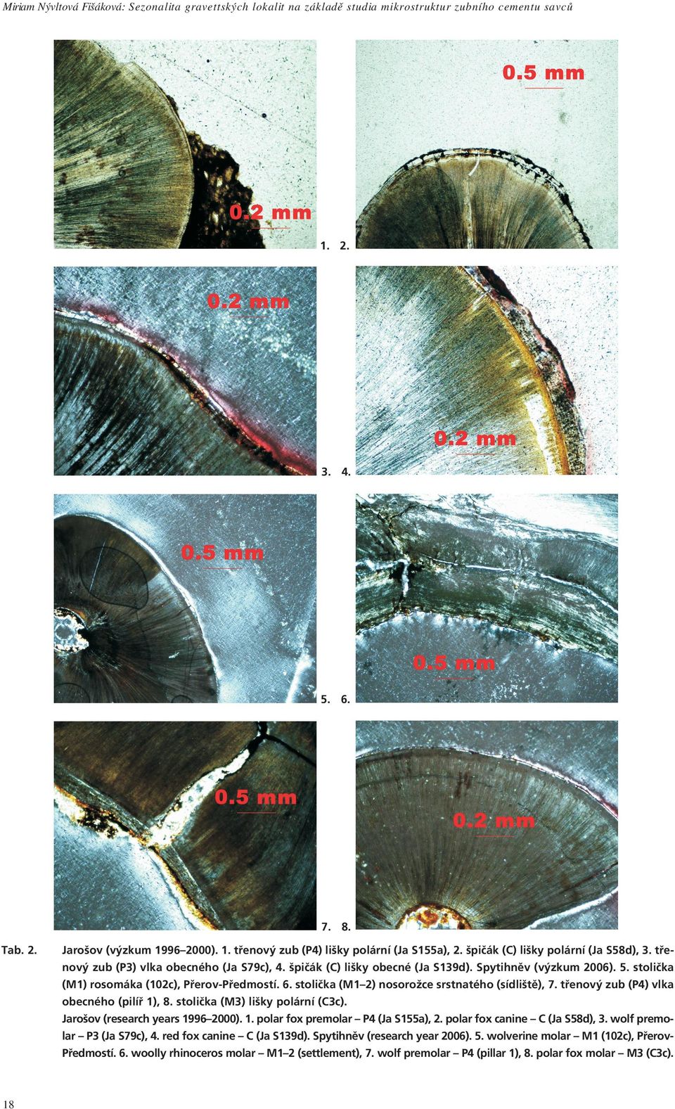 stoliëka (M1ñ2) nosoroûce srstnatèho (sìdliötï), 7. t enov zub (P4) vlka obecnèho (pilì 1), 8. stoliëka (M3) liöky pol rnì (C3c). Jaroöov (research years 1996ñ2000). 1. polar fox premolar ñ P4 (Ja S155a), 2.