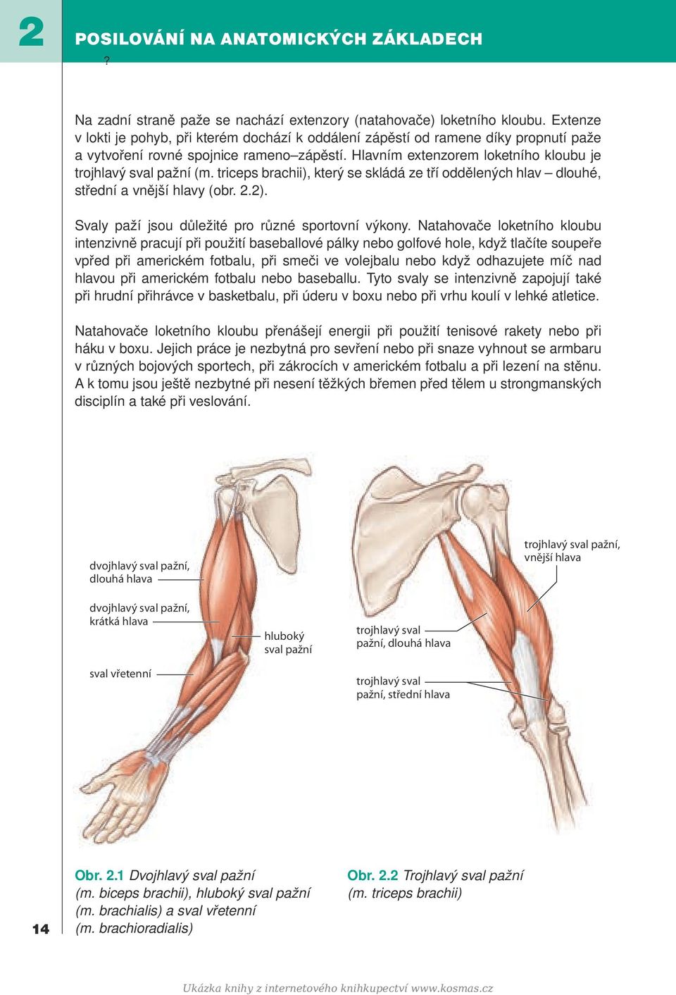 triceps brachii), který se skládá ze tří oddělených hlav dlouhé, střední a vnější hlavy (obr. 2.2). Svaly paží jsou důležité pro různé sportovní výkony.