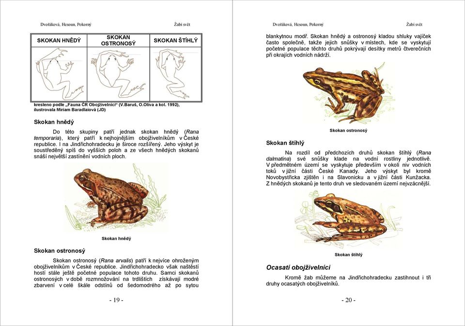 nádrží. kresleno podle Fauna ČR Obojživelníci (V.Baruš, O.Oliva a kol.