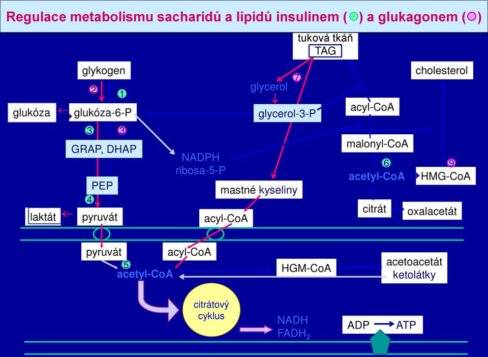 kyseliny acyl-coa tuková tkáň TAG acyl-coa malonyl-coa 6 9 acetyl-coa HMG-CoA citrát cholesterol