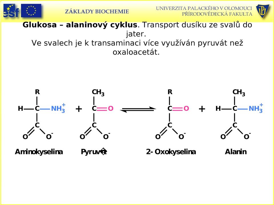 oxaloacetát.