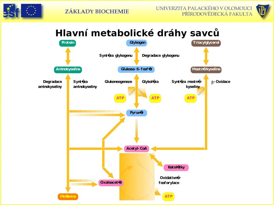 aminokyseliny Synt za aminokyseliny Glukoneogeneze Glykol za Synt za mastn kyseliny -