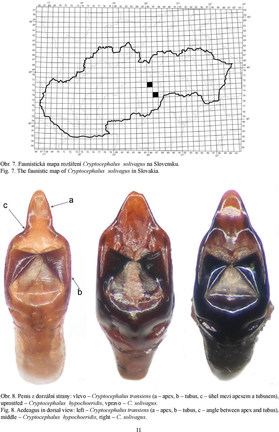 Penis z dorzální strany: vlevo Cryptocephalus transiens (a apex, b tubus, c úhel mezi apexem a tubusem), uprostřed