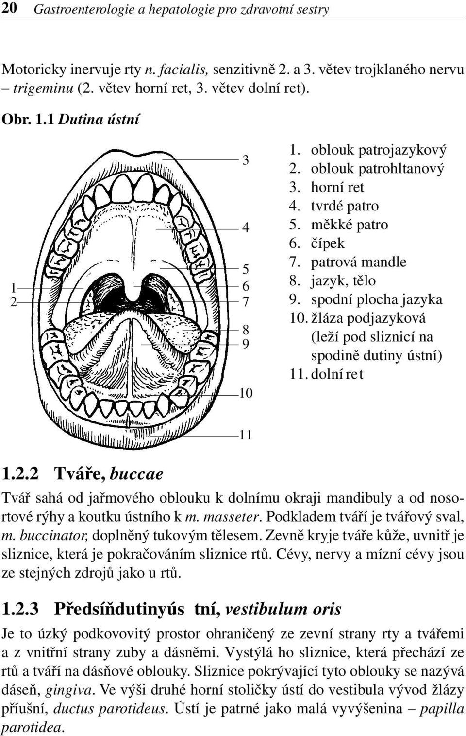 žláza podjazyková (leží pod sliznicí na spodině dutiny ústní) 11. dolní ret 11 1.2.2 Tváře, buccae Tvář sahá od jařmového oblouku k dolnímu okraji mandibuly a od nosortové rýhy a koutku ústního k m.