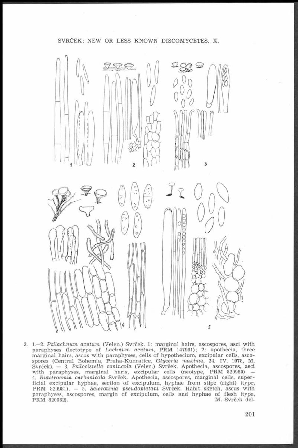 cip u lar cells, ascospores (C entral B ohem ia, P ra h a -K u n ra tic e, G lyceria m a xim a, 24. V. 1978, M. Svrček). 3. P silocistella conincola (Velen.) Svrček.