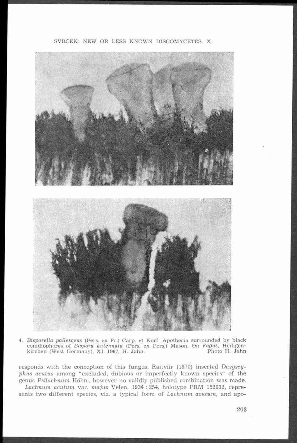Ja h n responds w ith th e conception of this fungus. R aitv iir (1970) in serted D asyscyphus acutus am ong excluded, dubious or im perfectly know n species of th e genus Psilachnum öhn.