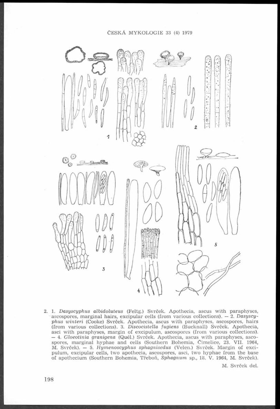 A pothecia, ascus w ith p arap h y ses, ascospores, h airs (from v arious collections). 3. D iscocistella fugiens (B ucknall) Svrček.