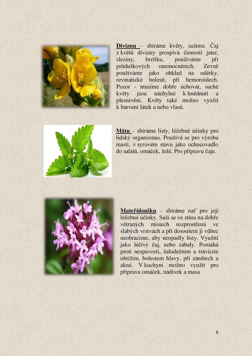 Květy také možno využít k barvení látek a nebo vlasů. Mátu sbíráme listy, léčebné účinky pro lidský organismus. Používá se pro výrobu mastí, v syrovém stavu jako ochucovadlo do salátů, omáček, želé.