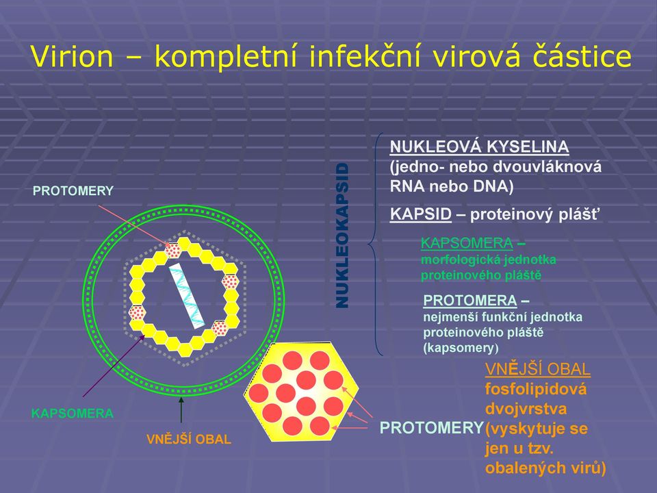 morfologická jednotka proteinového pláště PROTOMERA nejmenší funkční jednotka proteinového