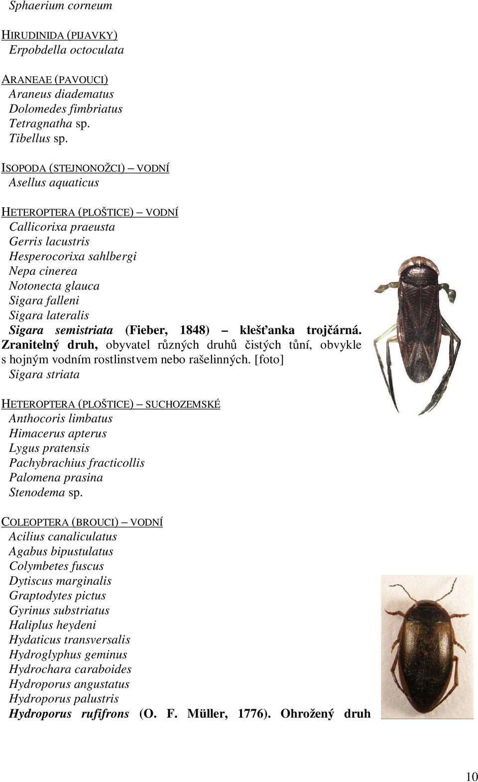 Sigara semistriata (Fieber, 1848) klešťanka trojčárná. Zranitelný druh, obyvatel různých druhů čistých tůní, obvykle s hojným vodním rostlinstvem nebo rašelinných.