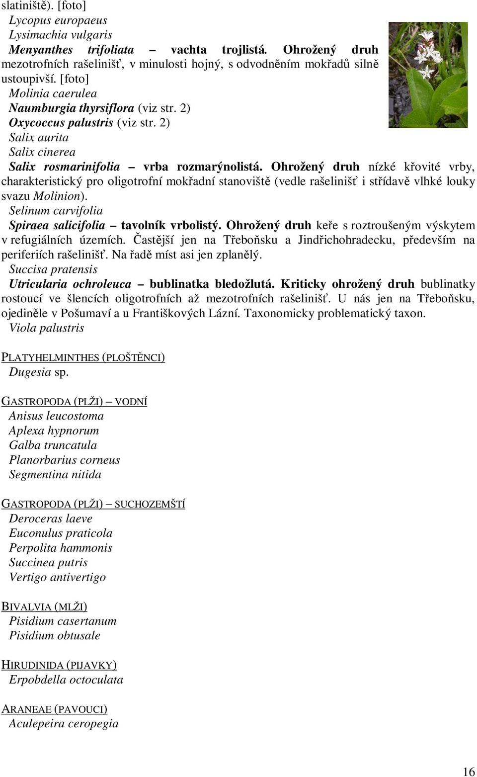 Ohrožený druh nízké křovité vrby, charakteristický pro oligotrofní mokřadní stanoviště (vedle rašelinišť i střídavě vlhké louky svazu Molinion).