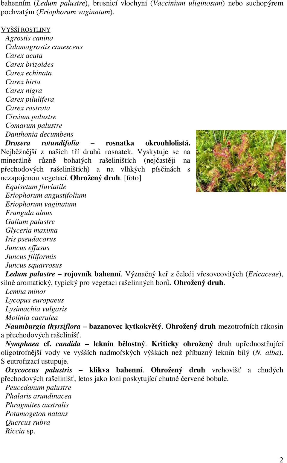 decumbens Drosera rotundifolia rosnatka okrouhlolistá. Nejběžnější z našich tří druhů rosnatek.