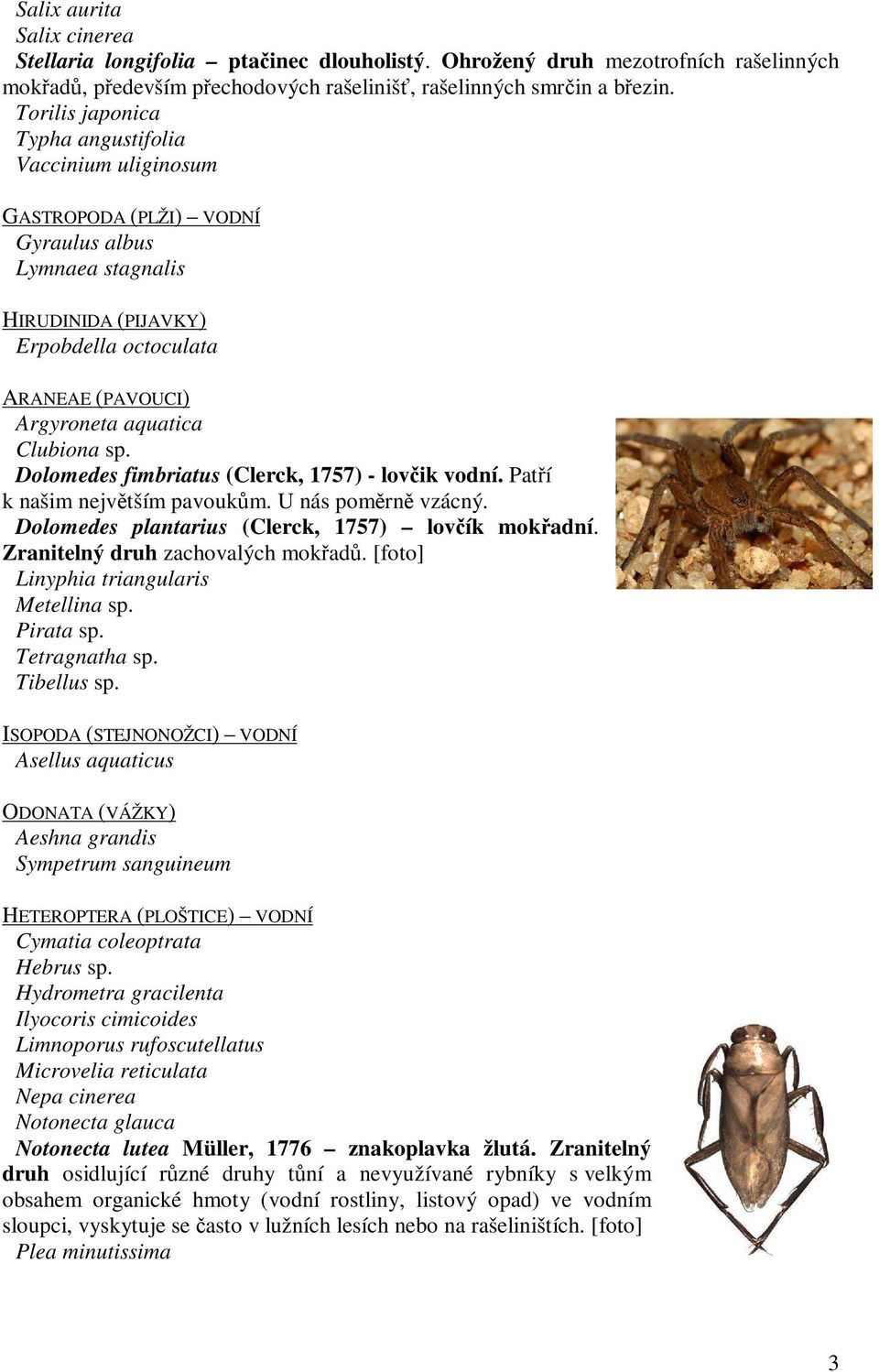 Clubiona sp. Dolomedes fimbriatus (Clerck, 1757) - lovčik vodní. Patří k našim největším pavoukům. U nás poměrně vzácný. Dolomedes plantarius (Clerck, 1757) lovčík mokřadní.