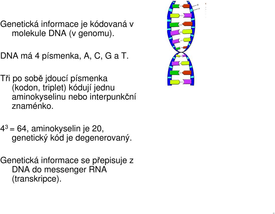 Tři po sobě jdoucí písmenka (kodon, triplet) kódují jednu aminokyselinu nebo