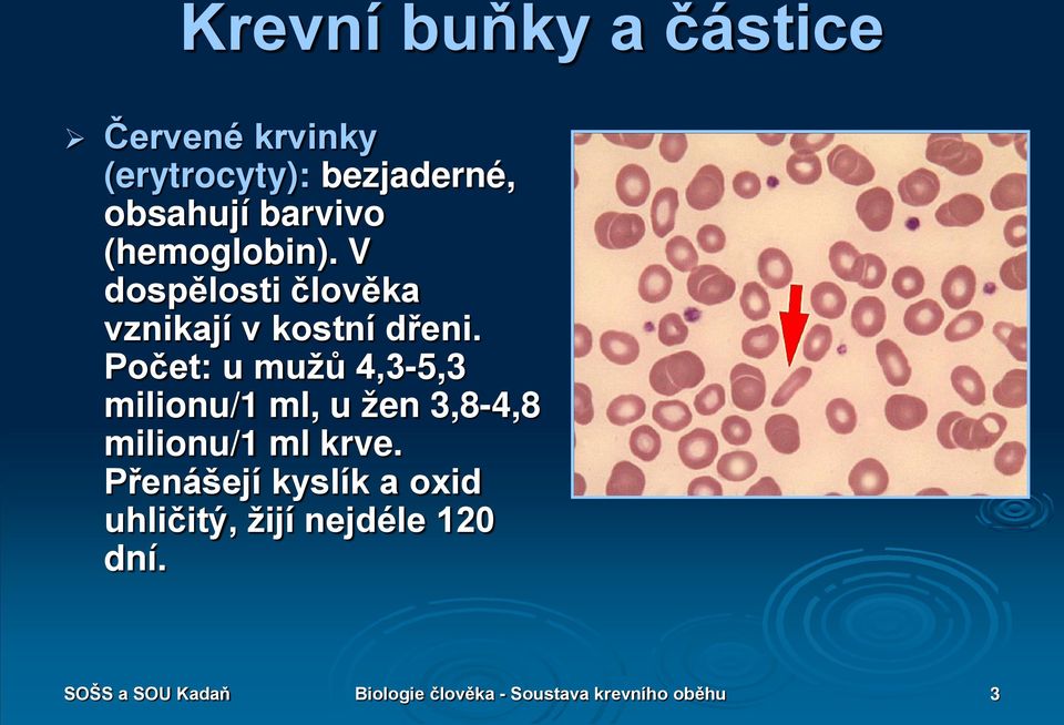 Počet: u mužů 4,3-5,3 milionu/1 ml, u žen 3,8-4,8 milionu/1 ml krve.