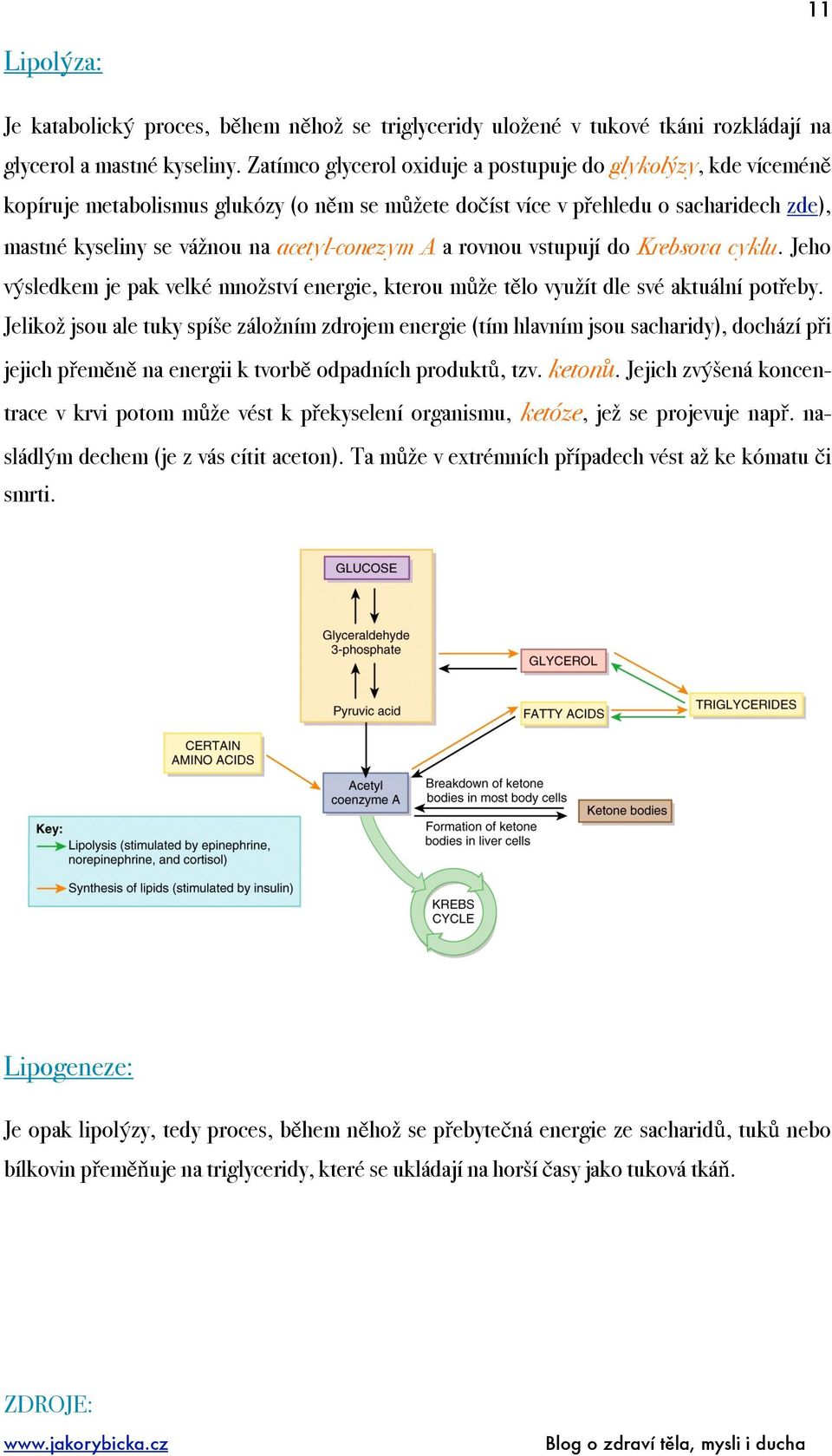 a rovnou vstupují do Krebsova cyklu. Jeho výsledkem je pak velké množství energie, kterou může tělo využít dle své aktuální potřeby.
