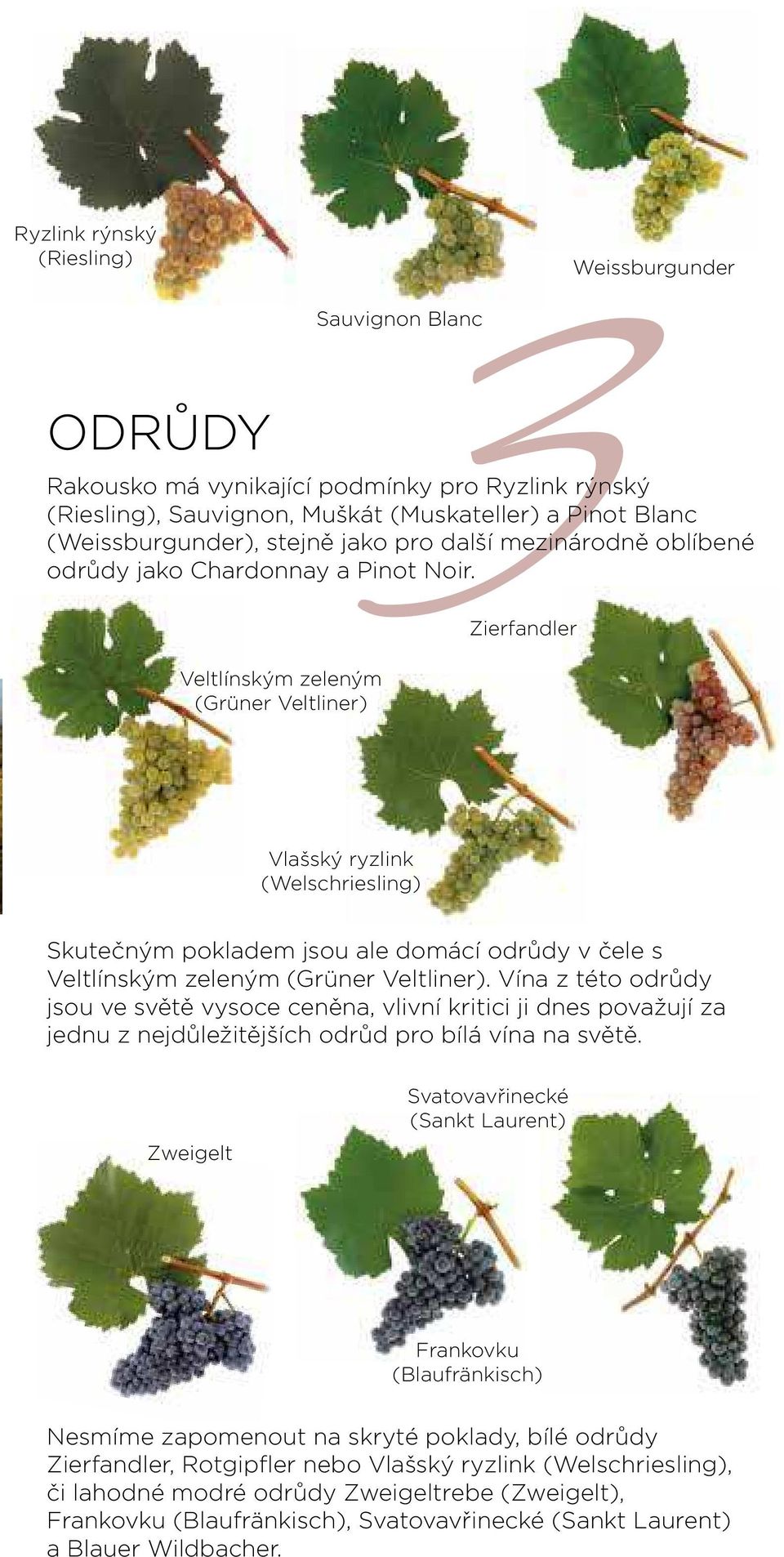 Zierfandler Ryzlink rýnský (Riesling) Veltlínským zeleným (Grüner Veltliner) Vlašský ryzlink (Welschriesling) Skutečným pokladem jsou ale domácí odrůdy v čele s Veltlínským zeleným (Grüner Veltliner).