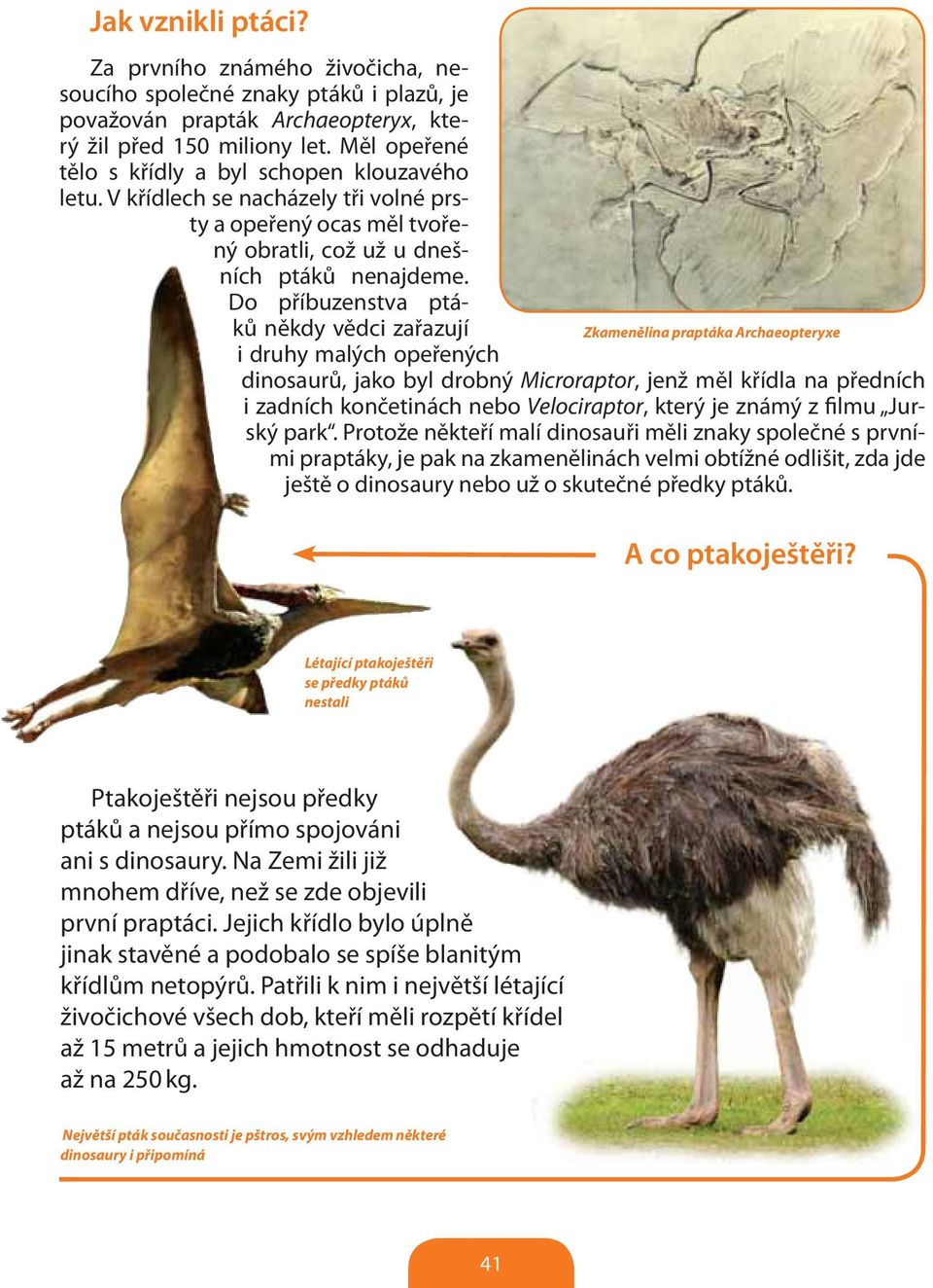 Do příbuzenstva ptáků někdy vědci zařazují Zkamenělina praptáka Archaeopteryxe i druhy malých opeřených dinosaurů, jako byl drobný Microraptor, jenž měl křídla na předních i zadních končetinách nebo