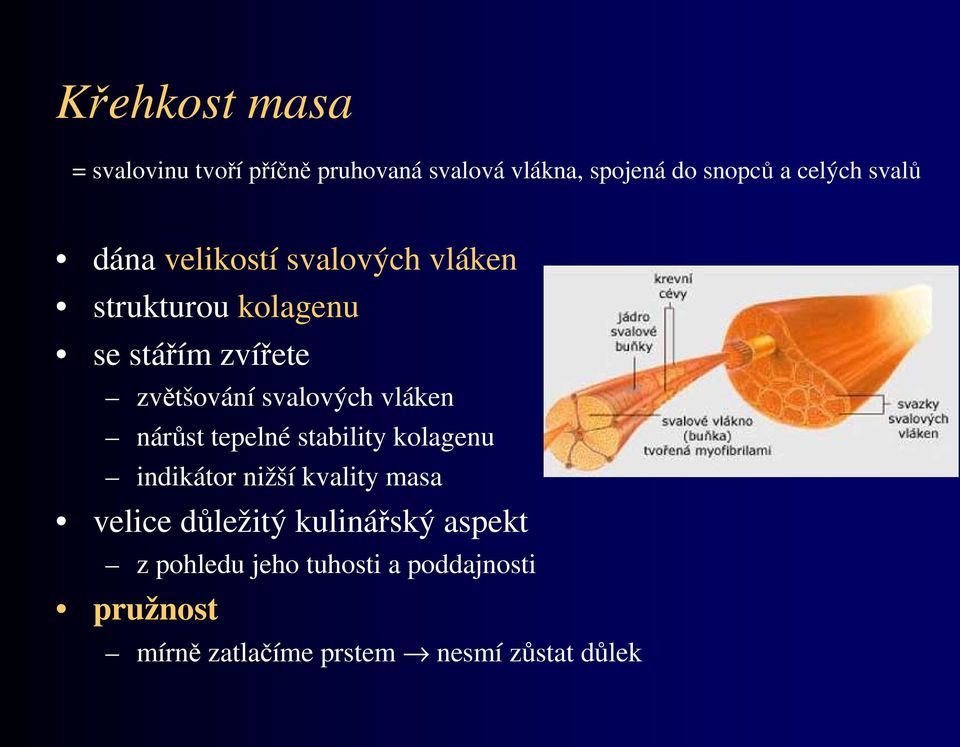 svalových vláken nárůst tepelné stability kolagenu indikátor nižší kvality masa velice