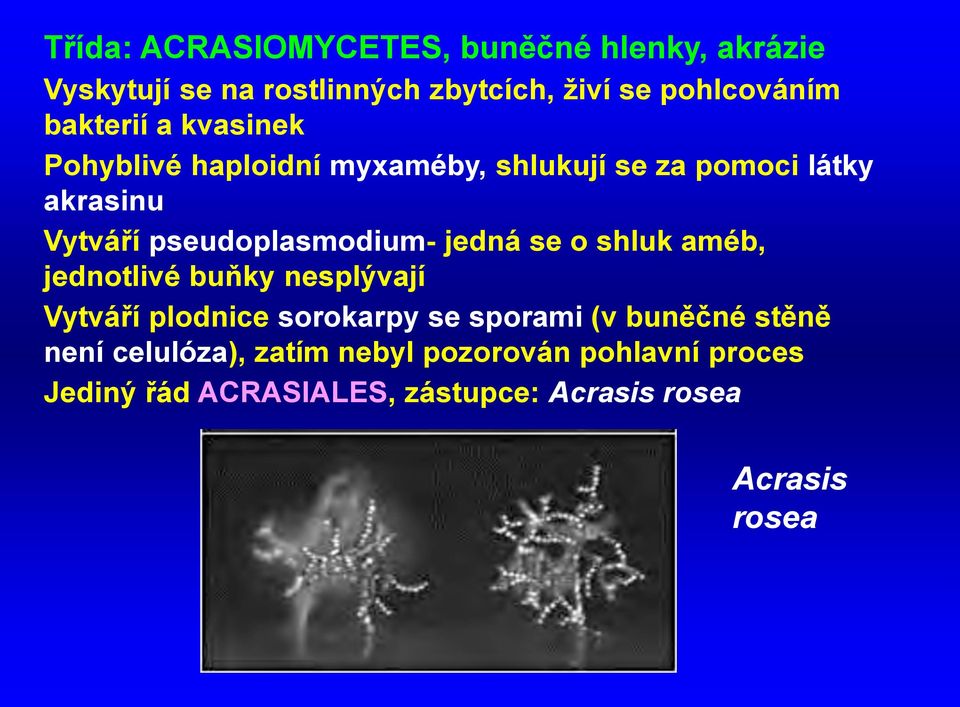 pseudoplasmodium- jedná se o shluk améb, jednotlivé buňky nesplývají Vytváří plodnice sorokarpy se sporami (v