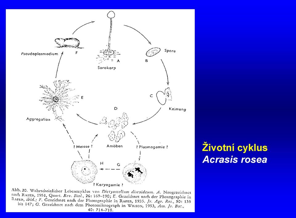 Acrasis