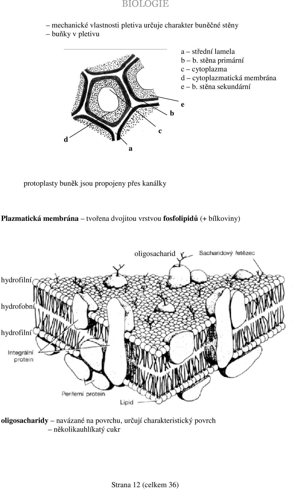 stěna sekundární b e d a c protoplasty buněk jsou propojeny přes kanálky Plazmatická membrána tvořena dvojitou