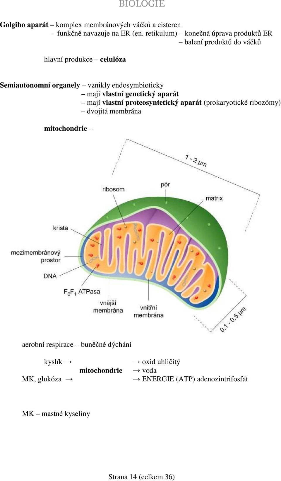 endosymbioticky mají vlastní genetický aparát mají vlastní proteosyntetický aparát (prokaryotické ribozómy) dvojitá