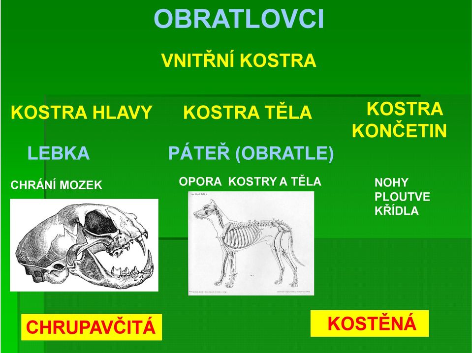 (OBRATLE) CHRÁNÍ MOZEK OPORA KOSTRY A