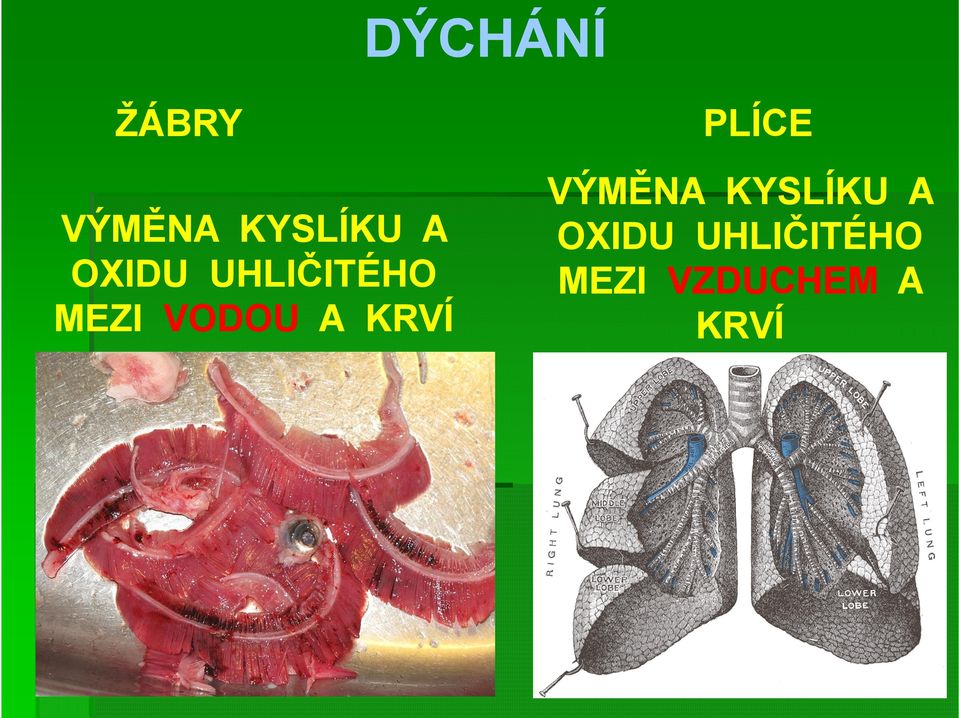 KRVÍ PLÍCE VÝMĚNA KYSLÍKU A