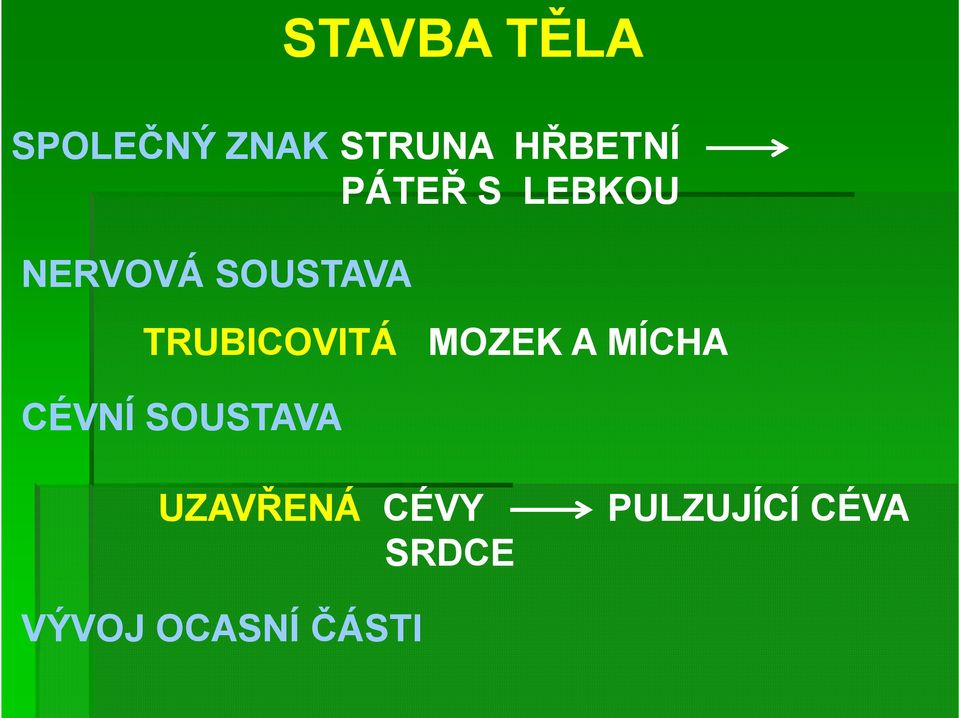 TRUBICOVITÁ MOZEK A MÍCHA CÉVNÍ SOUSTAVA