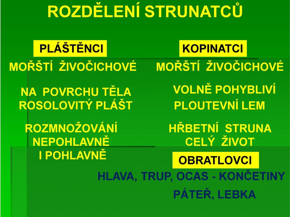 KOPINATCI MOŘŠTÍ ŽIVOČICHOVÉ VOLNĚ POHYBLIVÍ PLOUTEVNÍ LEM