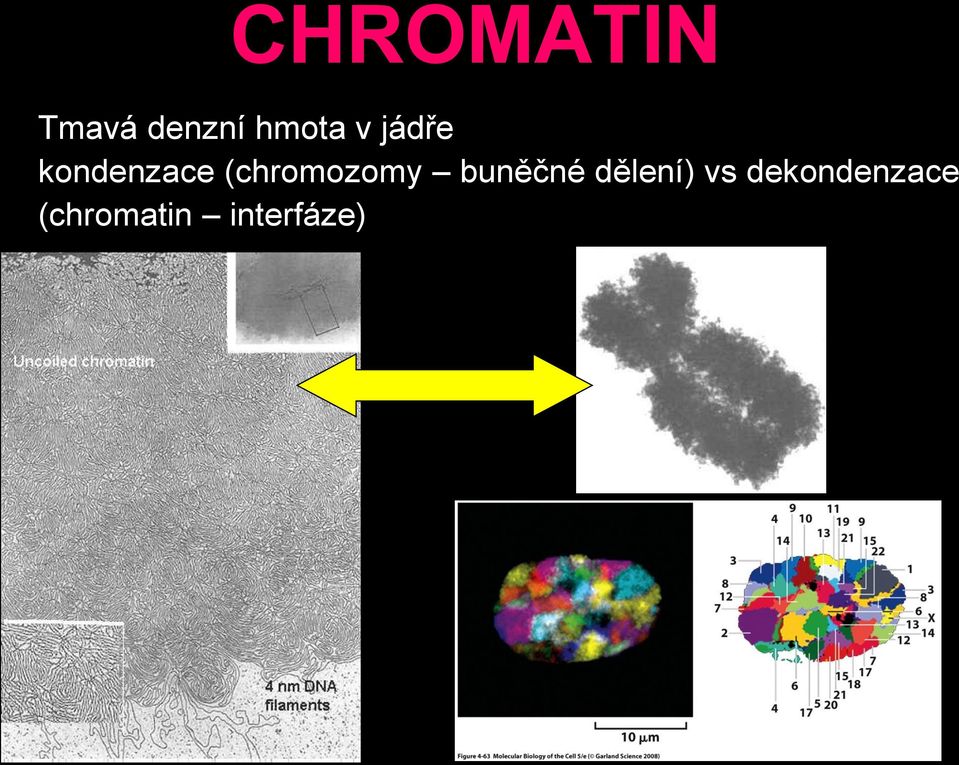 (chromozomy buněčné dělení)