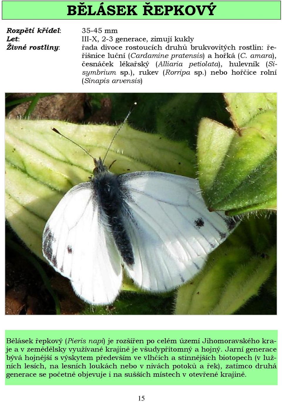 ) nebo hořčice rolní (Sinapis arvensis) Bělásek řepkový (Pieris napi) je rozšířen po celém území Jihomoravského kraje a v zemědělsky vyuţívané krajině je