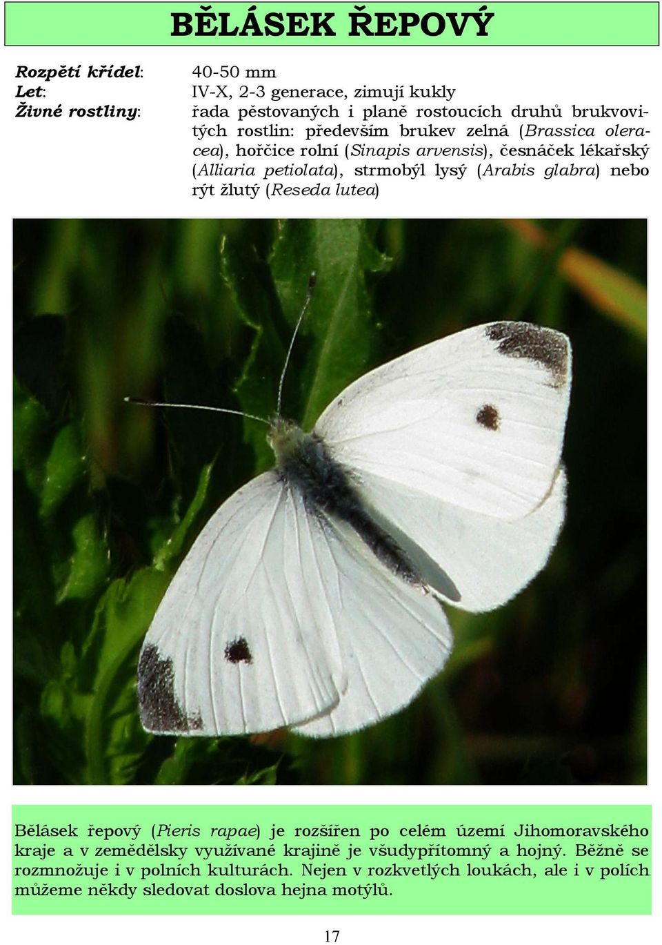 ţlutý (Reseda lutea) Bělásek řepový (Pieris rapae) je rozšířen po celém území Jihomoravského kraje a v zemědělsky vyuţívané krajině je